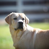 YellowLab